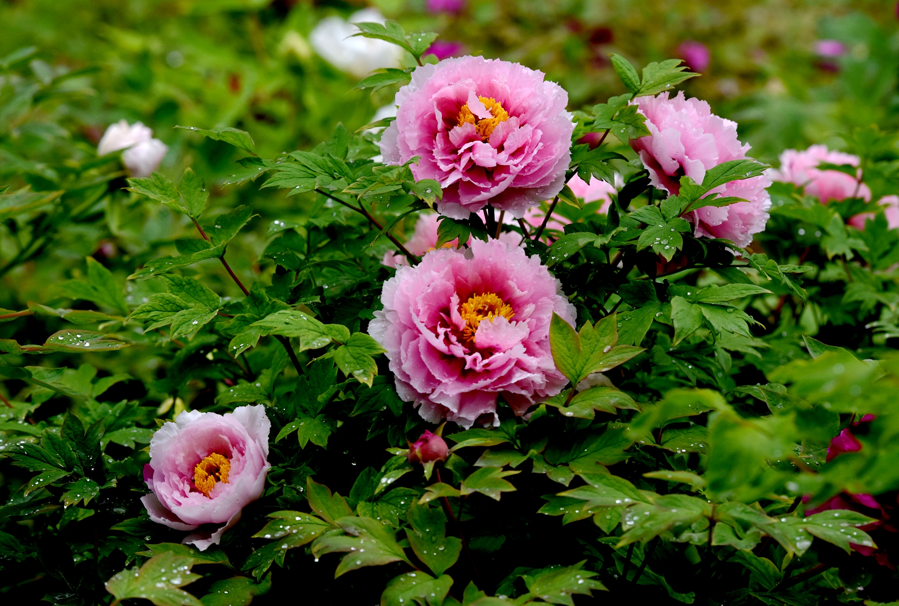 我校数千株牡丹竞相绽放进入"盛花期"