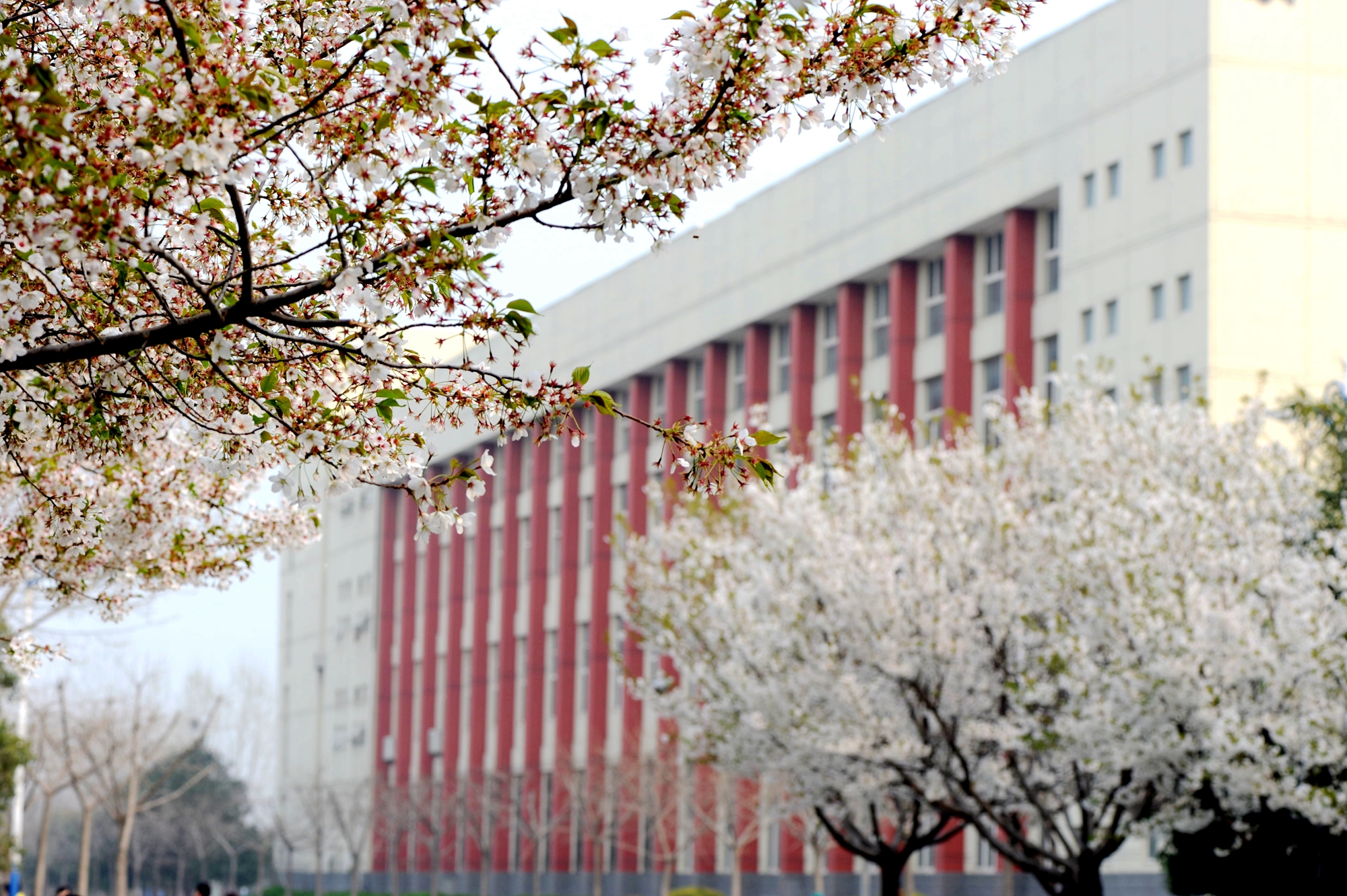 我校首届樱花文化节打响"文化牌"-许昌学院党委宣传部